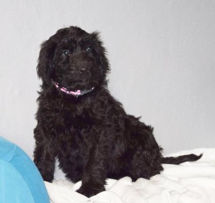 Zauberhafte Blackdoodle Goldendoodle Welpen abzugeben