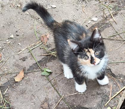 Katzenwelpen in liebevolle Hände abzugeben