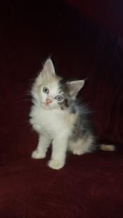 Langhaariges Türkisch Angora Mix Kitten weibl. Glückskätzchen