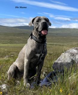 Cane Corso Wurfankündigung mit Ahnentafel