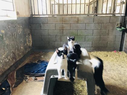 Katzen Kater Babykatzen