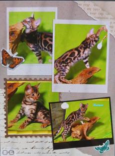 Exklusiver und pfiffiger Bengal Kater, Donat Rosetten, Eyecatcher, unkastriert