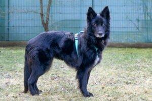 LAUNA - weiblich 6 Jahre 56 cm 20 kg Groenendale-Mix Gechipt Kastriert