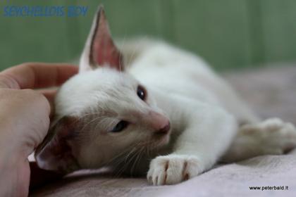 Oriental and Seychellois kittens for good price