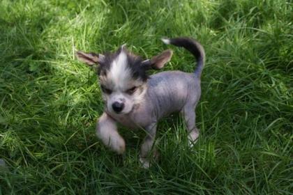 Bildhübscher Chinese Crested Welpe Rüde haarlos