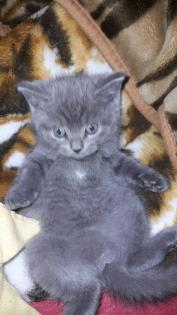 Britisch kurzhaar beby kitten 4 monate