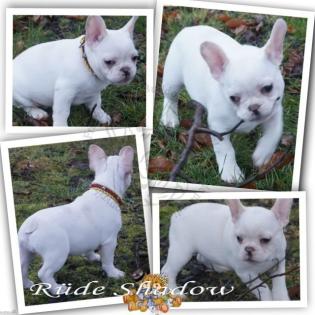 Shadow Französischer Bulldoggen Rüde mit Pap.