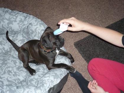 Boxerwelpe