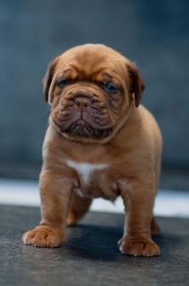 Luxus Welpen Dogue de Bordeaux mit FCI Registration