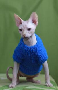 Sphynx katzen