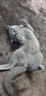 Britisch kurzhaar deckkater
