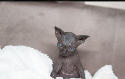 Canadian Sphynx Kitten ab Dez. 2021 abzugeben.
