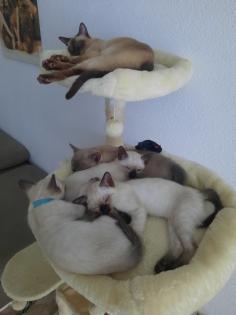 Tonkanesekitten Burma, Siam