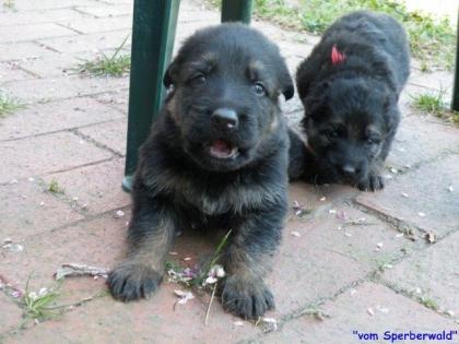 Altdeutsche Schäferhund Welpen