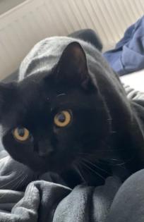 Deckkater sucht rollige Dame