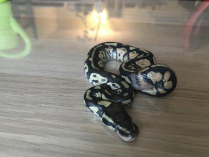 Pastel Granite HDGW Enchi Fader het. Piebald female 2 python regius