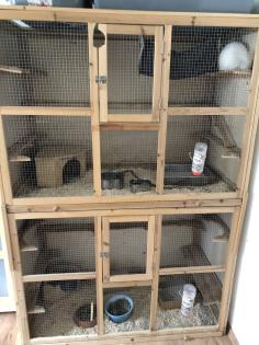 2 Chinchilla Pärchen
