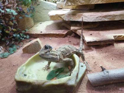 Zwergbartagame männlich mit Terrarium abzugeben