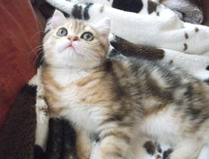 Schmusebärchen sucht Zuhause Exotic Shorthair Kater 13 Wo alt golden tabby mP