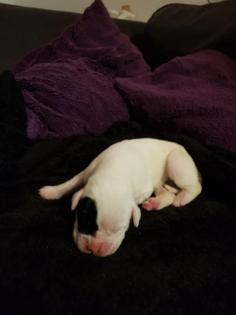 Unsere Boxer Welpen sind da