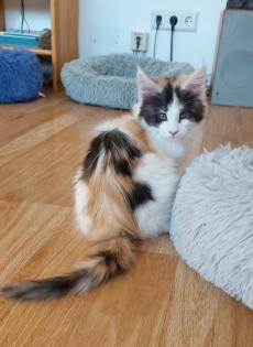 Wunderschöne Maine Coon Kitten