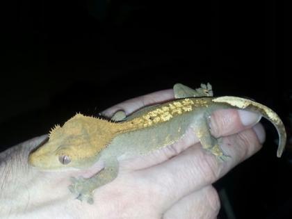 Neukaledonischer Kronengecko Correlophus ciliatus