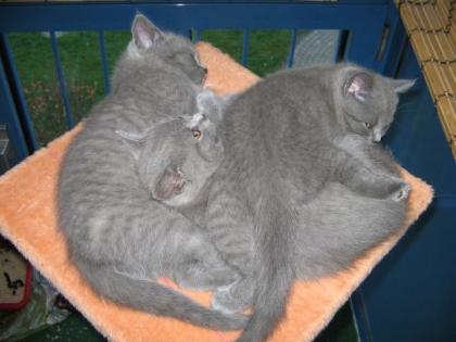 BKH Kitten