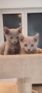 Russisch blau Kitten reinrassig 20. 11. 2024
