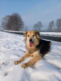Suche Hundesitter