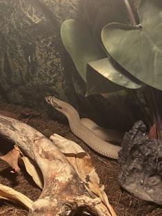 Heterodon Nascius Hakennasennatter
