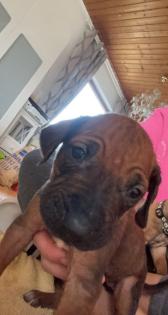 Rhodesian Ridgeback welpen