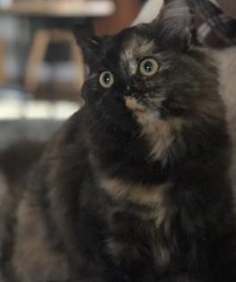 Katze Dori sucht ein liebevolles Zuhause
