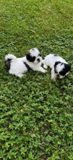 Shih Tzu Welpen zu verkaufen