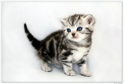 Träume in Marmor Britisch Kurzhaar Babys silver-tabby