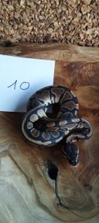 Mehrere Königspythons Regius abzugeben in Soest/Nrw