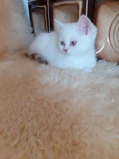 Selkirk Rex Kitten
