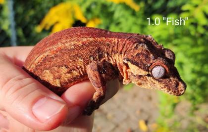 Rhacodactylus auriculatus Höckerkopfgeckos für HAMM