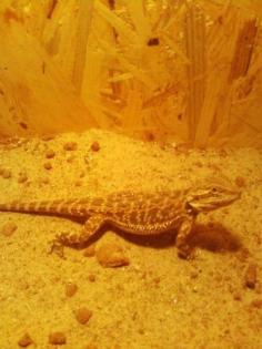Bartagame abzugeben