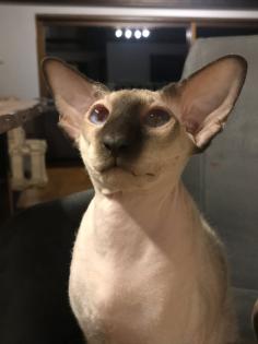 Peterbald Sphynx Siam Orientalisch Kurzhaar Kater