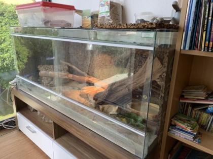 2 Bartagamen männl. und weibl. Terrarium Zubehör Deko VB