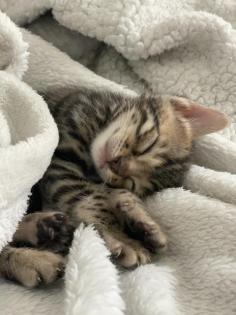 Bengal kitten Brown Snow