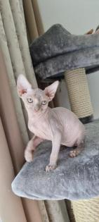 Sphynx- Katzenbaby