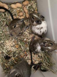 Degu Babys sind bereit für ihr neues Zuhause