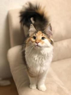 Norwegische Waldkatze in gute Hände abzugeben