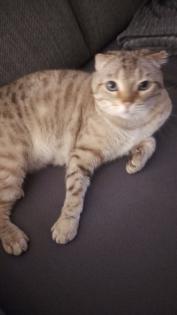 Scottish Fold, 4 Jahre alt und kastriert