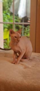 Reinrassige Canadian Sphynx Katzenbabys