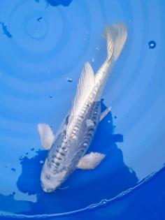 Koi Butterfly Longfin Doitsu Ogon ca. 42cm groß