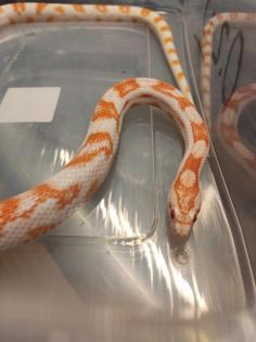 7 Kornnattern Weibchen Pied Sided Bloodred High White, Candycane, Anery Sunkisse
