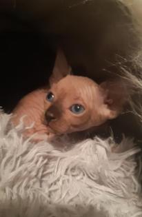Babykatzen