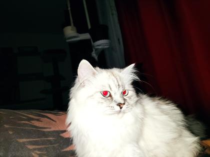 BLH Katzendame sucht Zuhause